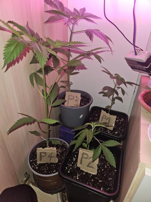 Mystery Phenos. Week 6