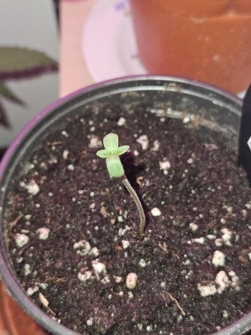 Gary Sherbet. Week 1
