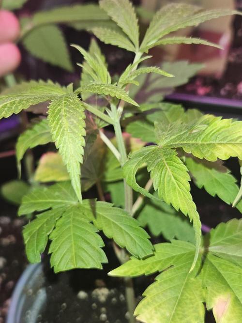 Clone Lemon Mandarin. Week 2