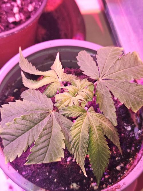 Clone Lemon Mandarin. Week 2