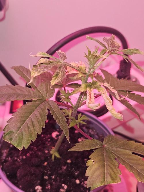 Clone Lemon Mandarin. Week 2