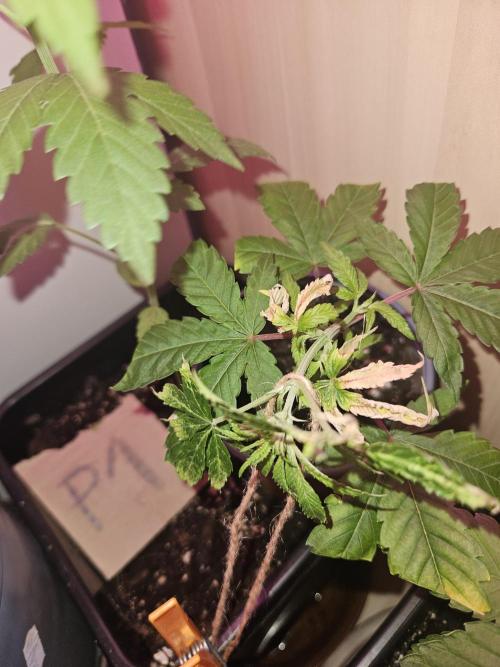 Clone Lemon Mandarin. Week 2