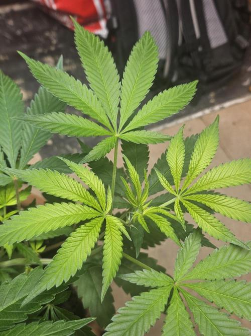 Lemon Mandarin 🍋🍊. Week 11