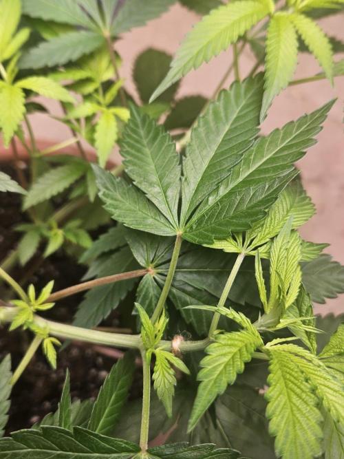 Lemon Mandarin 🍋🍊. Week 11