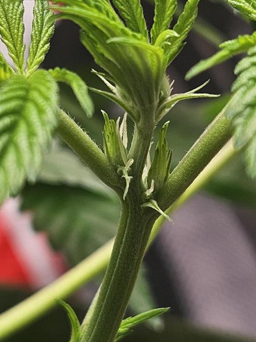 Lemon Mandarin 🍋🍊. Week 12