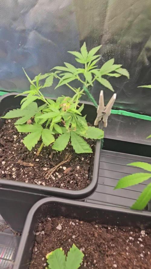 Clone Lemon Mandarin