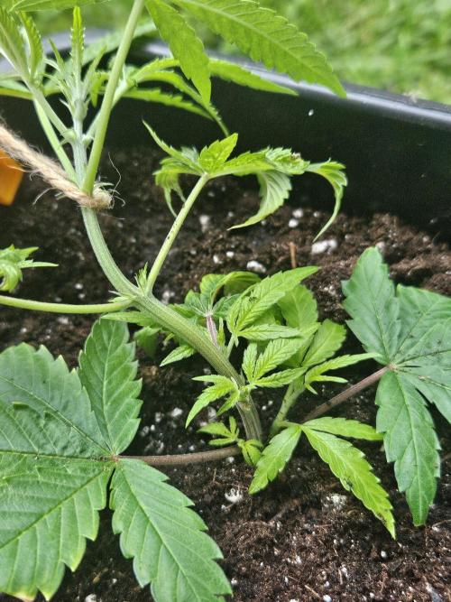 Clone Lemon Mandarin. Week 4