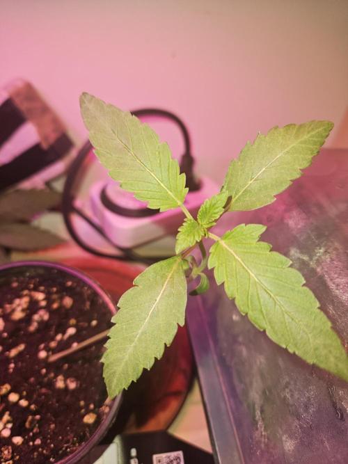 Gary Sherbet. Week 3