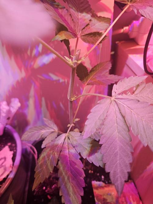 Mystery Phenos. Week 8