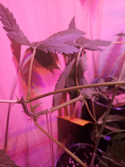Mystery Phenos. Week 8