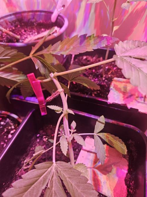 Mystery Phenos. Week 8