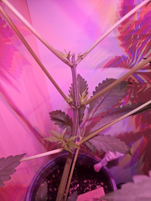 Mystery Phenos. Week 8