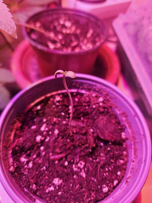 Gorilla Melon. Week 1