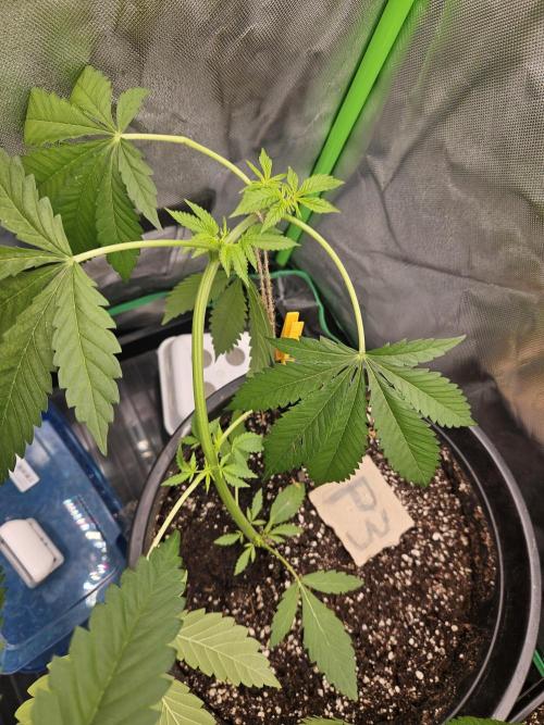Mystery Phenos. Week 8