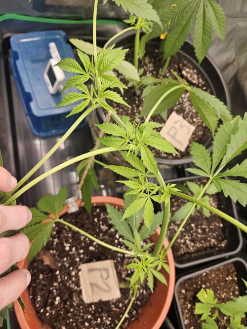 Mystery Phenos. Week 8