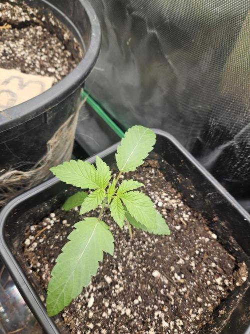 Gary Sherbet. Week 3