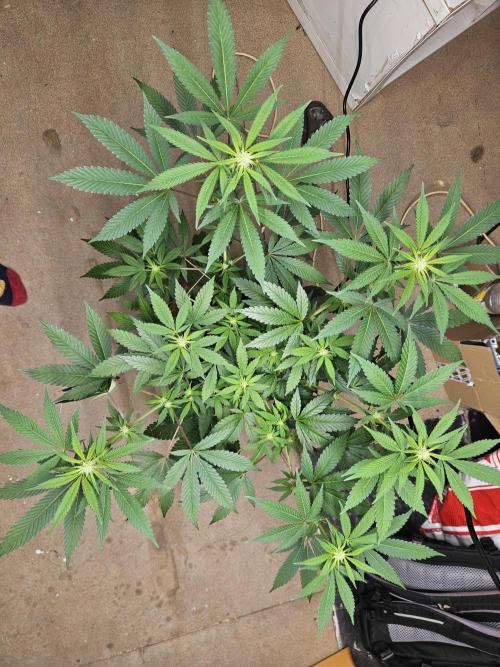 Lemon Mandarin 🍋🍊. Week 13