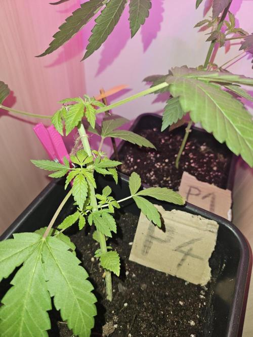 Mystery Phenos. Week 8