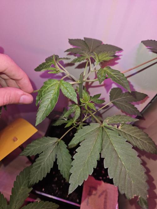 Mystery Phenos. Week 8