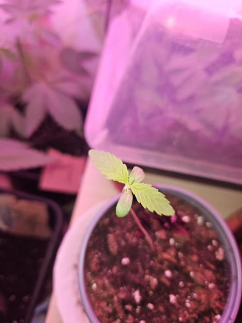 Gorilla Melon. Week 1