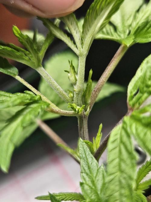 Clone Lemon Mandarin. Week 5