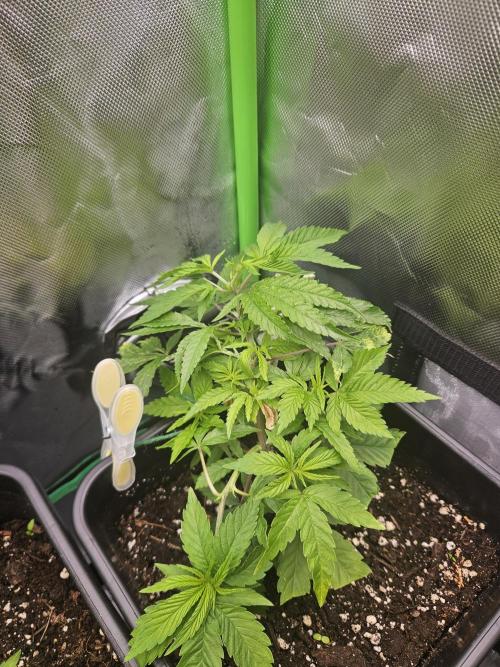 Clone Lemon Mandarin. Week 5