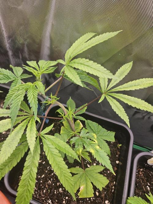 Clone Lemon Mandarin. Week 5