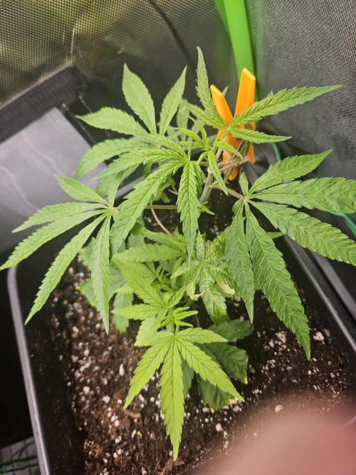 Clone Lemon Mandarin. Week 5