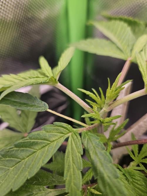 Clone Lemon Mandarin. Week 5