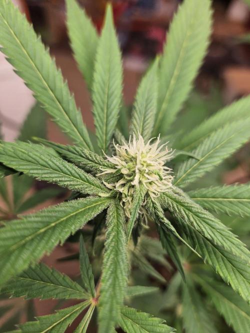 Lemon Mandarin 🍋🍊. Week 14