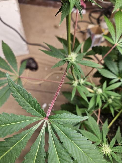 Lemon Mandarin 🍋🍊. Week 14