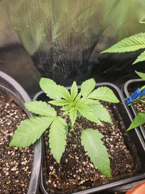 Gary Sherbet. Week 4