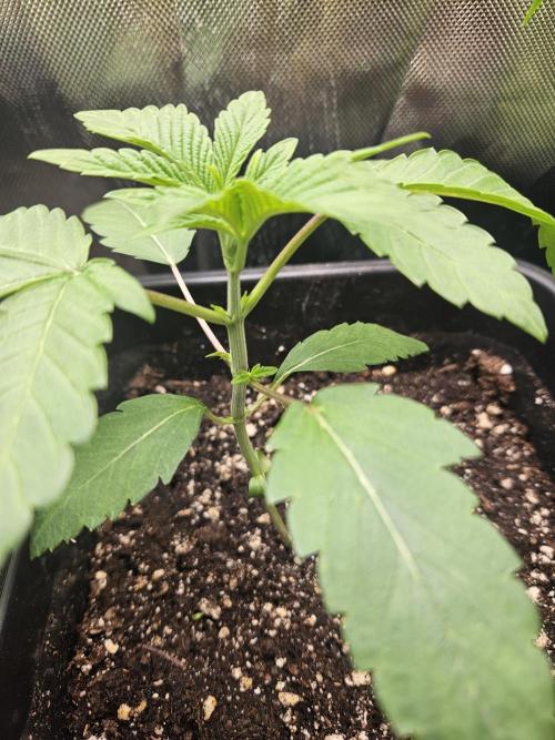 Gary Sherbet. Week 4