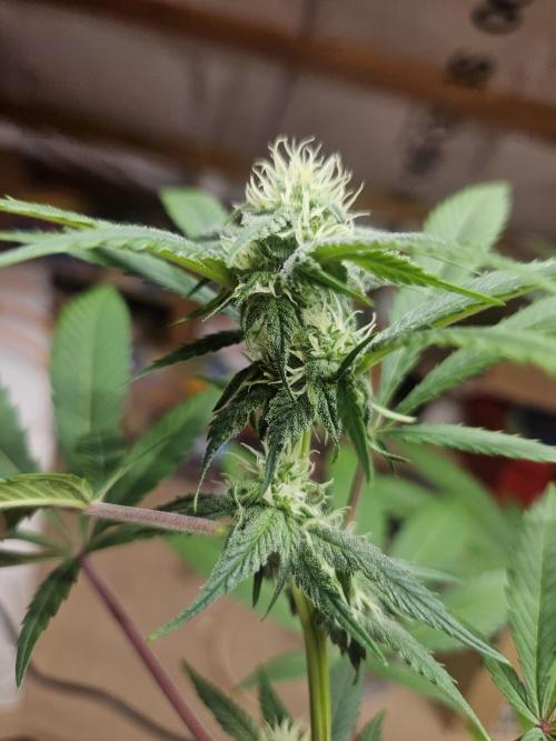 Lemon Mandarin 🍋🍊. Week 14