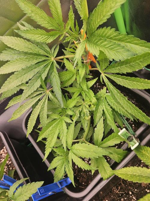 Clone Lemon Mandarin. Week 6