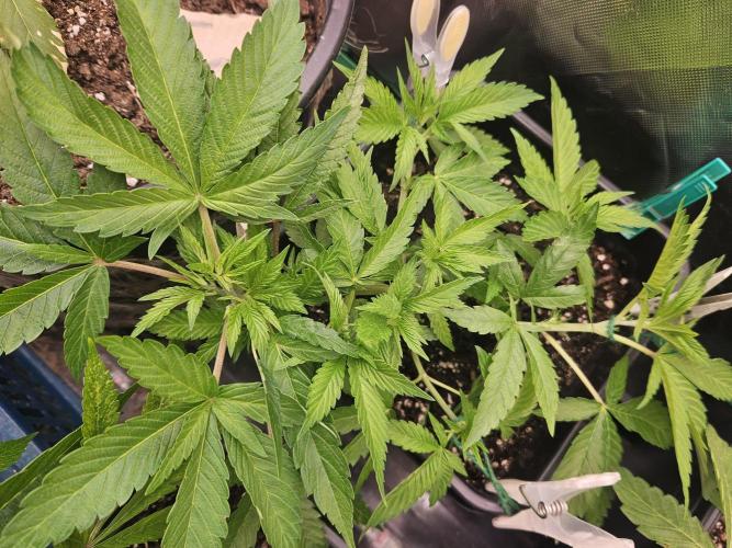 Clone Lemon Mandarin. Week 6