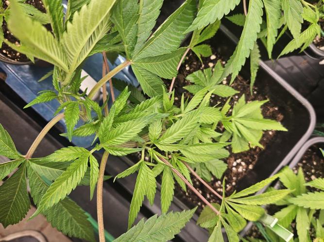 Clone Lemon Mandarin. Week 6