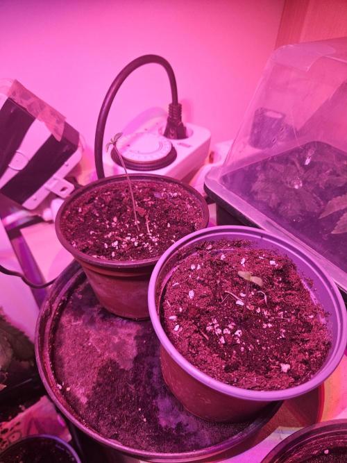 Garlic Mint. Week 1