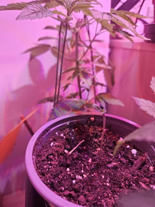 FC4000-EVO 320W Dimmable Samsung LED. Week 1