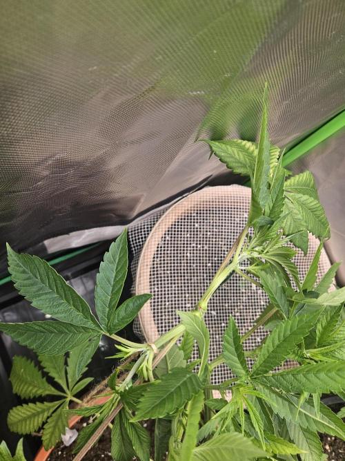 Mystery Phenos. Week 9