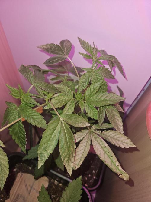 Mystery Phenos. Week 9