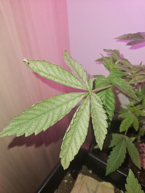 Mystery Phenos. Week 9