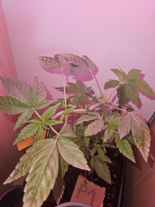 Mystery Phenos. Week 9