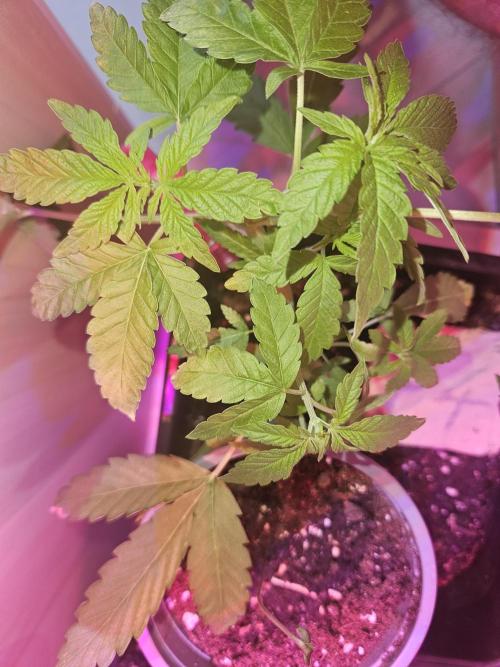 Mystery Phenos. Week 9