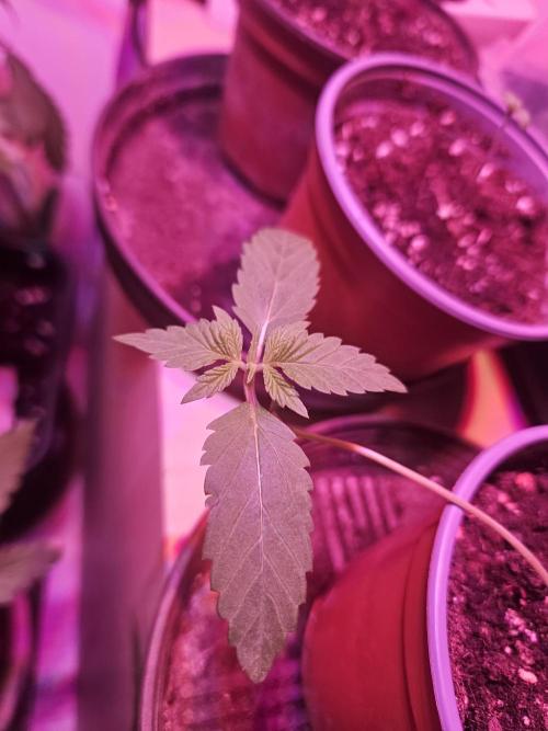 Gorilla Melon. Week 2