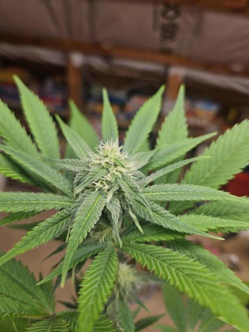 Lemon Mandarin 🍋🍊. Week 15