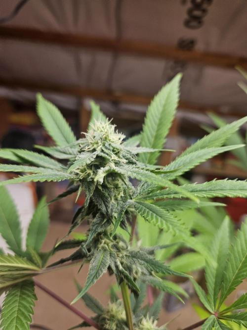 Lemon Mandarin 🍋🍊. Week 15