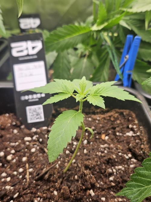 Gorilla Melon. Week 2