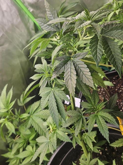 Mystery Phenos. Week 10