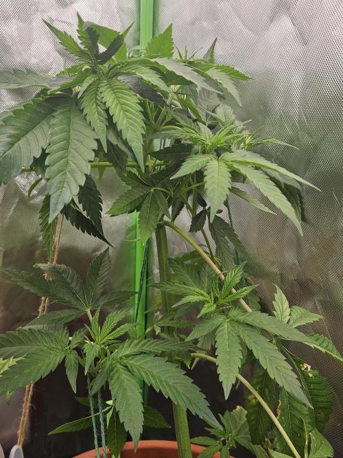 Mystery Phenos. Week 10